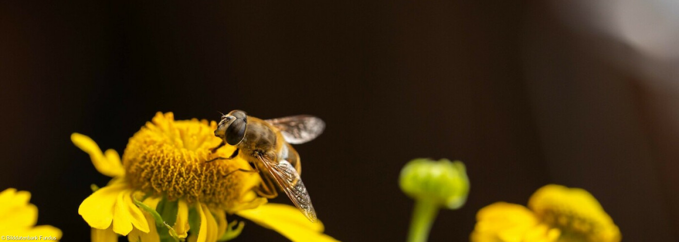 Biene auf Blume
