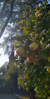 Blick auf St. Bartholomäus von der Obstwiese