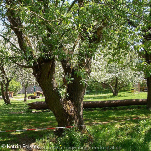 Wald und Wiese UR